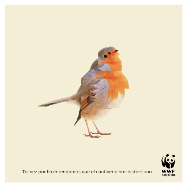 The distortion / Social media content for WWF
