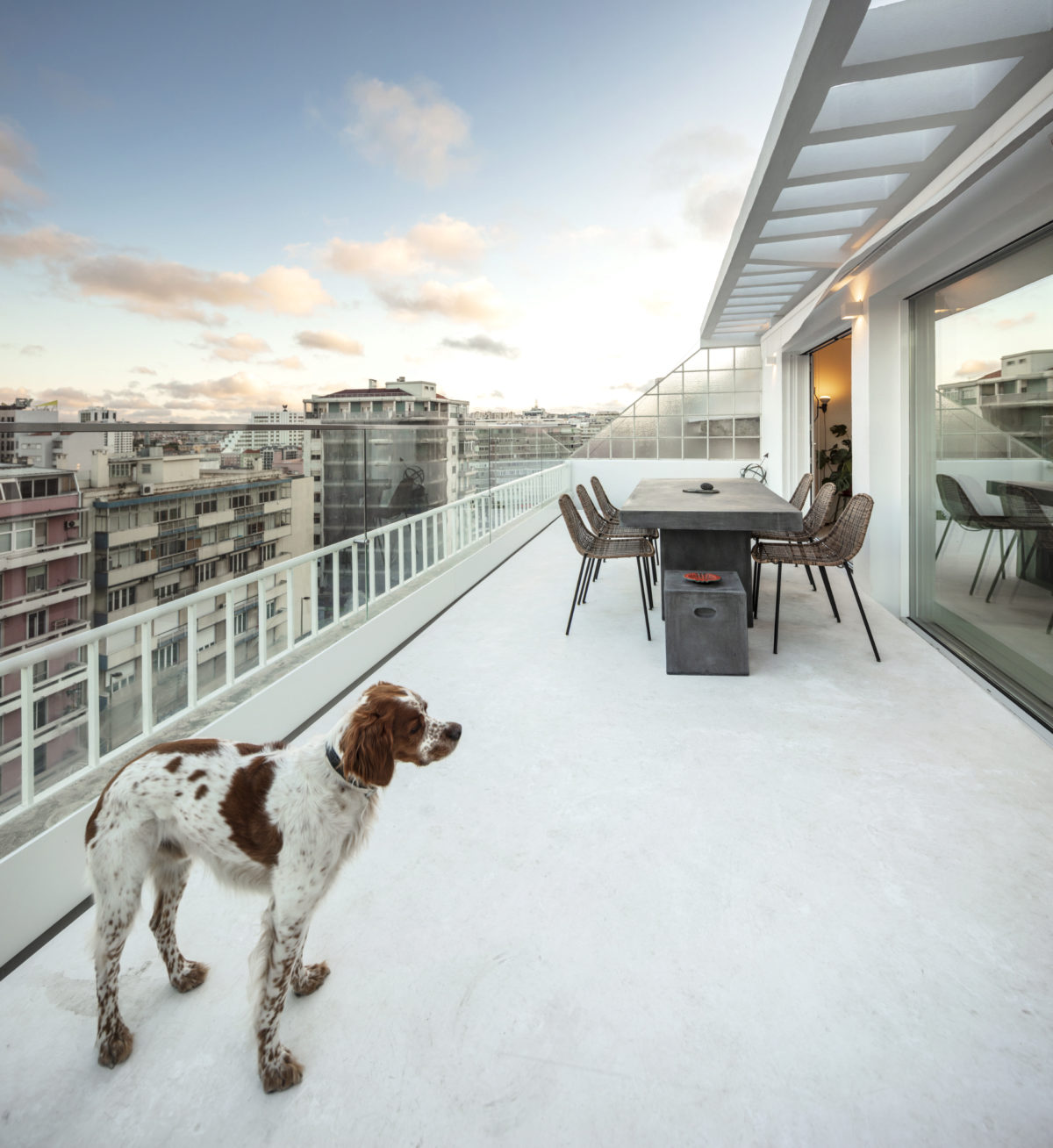 dog at the terrace